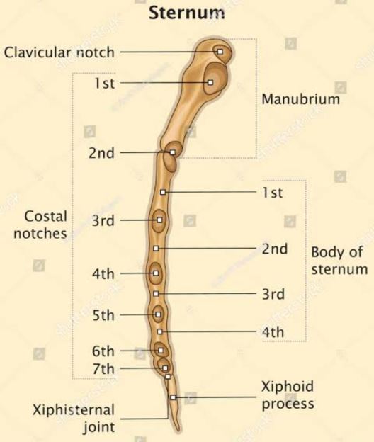 Female rib anatomy