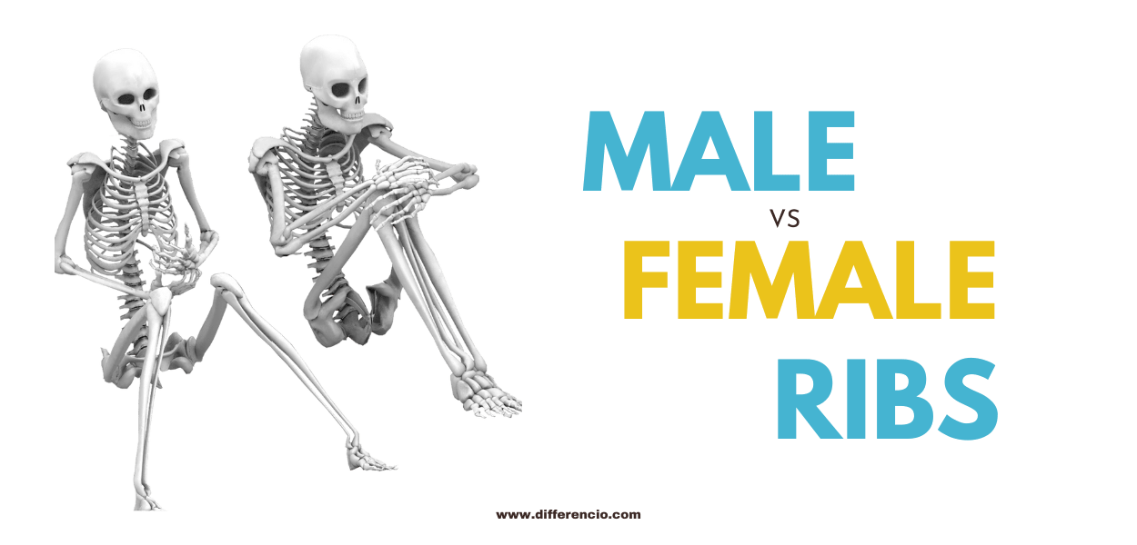 Difference between Male and Female ribs