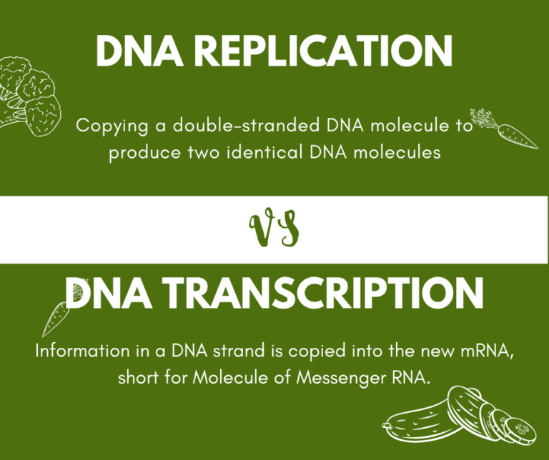 Difference between transcription and DNA replication