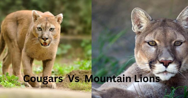 Surprising Differences Between Cougars And Mountain Lions