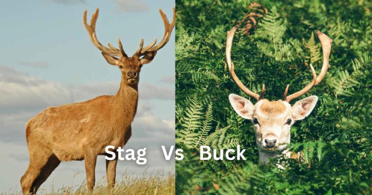The Difference Between a Stag and a Buck