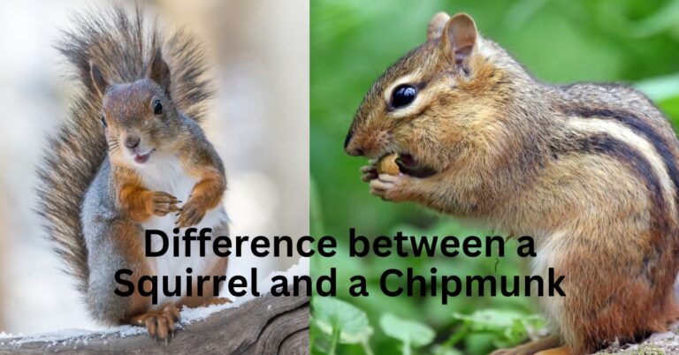 Difference between a Squirrel and a Chipmunk