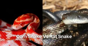 Corn Snake Vs Rat Snake- All that you want to know
